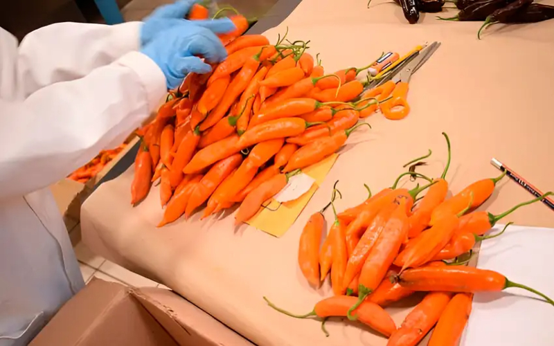 Contenido Educativo Semillas de ajíes peruanos