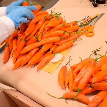 Semillas de ajíes peruanos